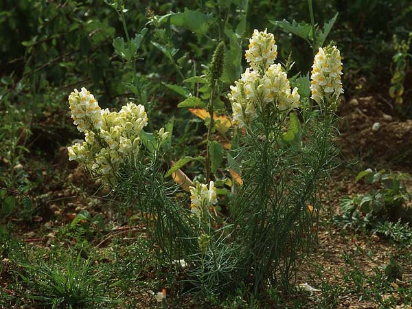 Linaria vulgaris \ Gewhnliches Leinkraut / Common Toadflax, D Neuleiningen 24.8.1994