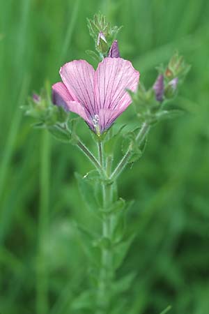 Linum viscosum \ Klebriger Lein / Sticky Flax, D Hurlach 19.6.2004