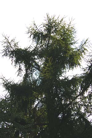 Larix kaempferi \ Japanische Lrche / Japanese Larch, D Weinheim an der Bergstraße 19.8.2014