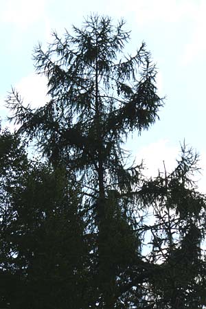 Larix kaempferi \ Japanische Lrche / Japanese Larch, D Weinheim an der Bergstraße 19.8.2014