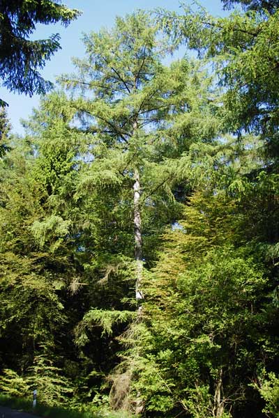 Larix kaempferi \ Japanische Lrche / Japanese Larch, D Warburg 31.5.2014