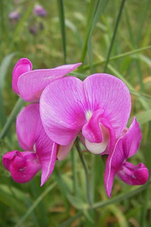 Lathyrus tuberosus \ Knollen-Platterbse / Tuberous Pea, D Viernheim 21.8.2012