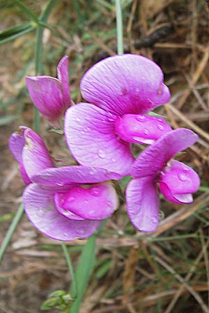 Lathyrus latifolius \ Breitblttrige Platterbse / Broad-Leaved Everlasting Pea, D Hemsbach 25.9.2012