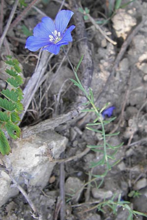 Linum leonii \ Lothringer Lein / French Flax, D Zierenberg 7.6.2013