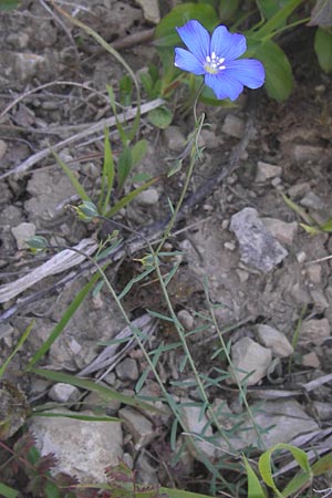 Linum leonii \ Lothringer Lein / French Flax, D Zierenberg 7.6.2013
