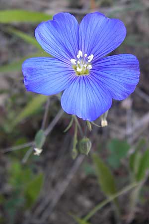 Linum leonii \ Lothringer Lein / French Flax, D Zierenberg 7.6.2013