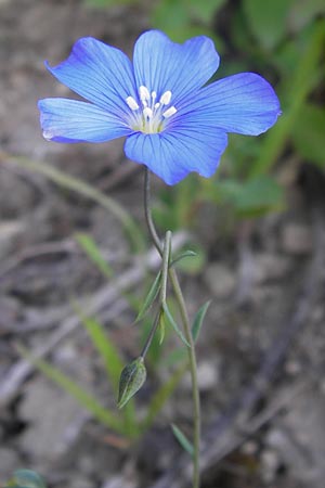 Linum leonii \ Lothringer Lein / French Flax, D Zierenberg 7.6.2013