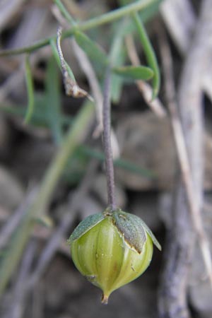 Linum leonii \ Lothringer Lein / French Flax, D Zierenberg 7.6.2013