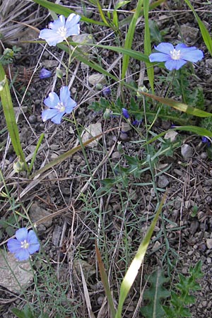 Linum leonii \ Lothringer Lein / French Flax, D Zierenberg 7.6.2013