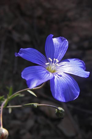 Linum leonii \ Lothringer Lein / French Flax, D Zierenberg 7.6.2013