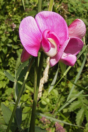 Lathyrus latifolius \ Breitblttrige Platterbse / Broad-Leaved Everlasting Pea, D Aichtal 31.8.2013