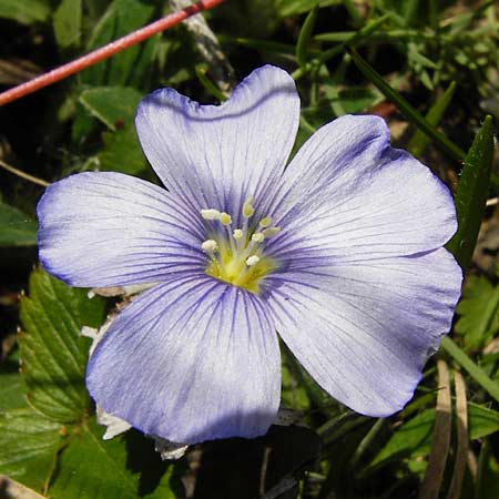 Linum leonii \ Lothringer Lein / French Flax, D Friedewald 31.5.2014