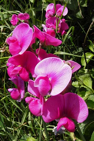 Lathyrus latifolius \ Breitblttrige Platterbse / Broad-Leaved Everlasting Pea, D Oppenheim 3.8.2014