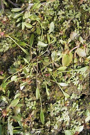 Limosella aquatica \ Schlammling, Wasser-Schlammkraut / Water Mudwort, D Groß-Gerau 21.10.2009