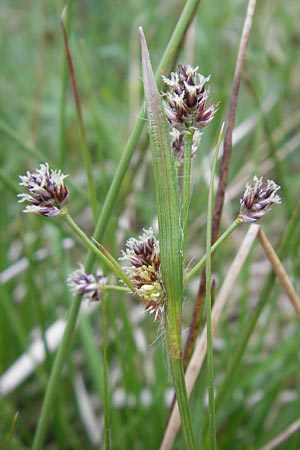 Luzula multiflora \ Vielbltige Hainsimse / Heath Wood-Rush, D Dieburg 13.5.2010