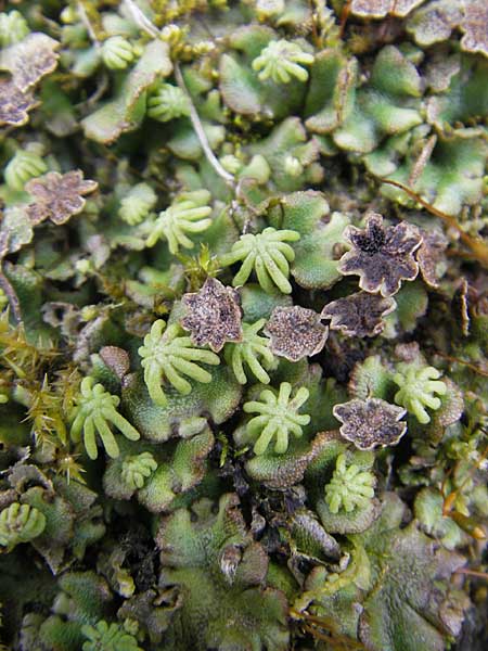 Marchantia polymorpha \ Brunnen-Lebermoos / Liverwort, D Rheinhessen, Neu-Bamberg 15.5.2010
