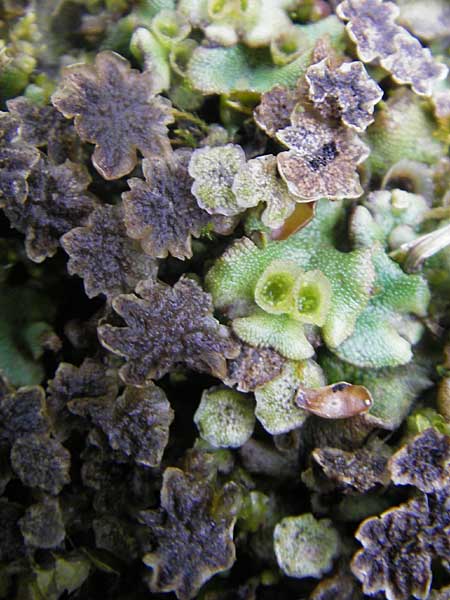 Marchantia polymorpha \ Brunnen-Lebermoos / Liverwort, D Rheinhessen, Neu-Bamberg 15.5.2010
