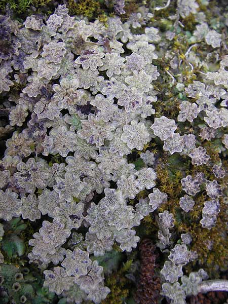 Marchantia polymorpha \ Brunnen-Lebermoos / Liverwort, D Rheinhessen, Neu-Bamberg 15.5.2010