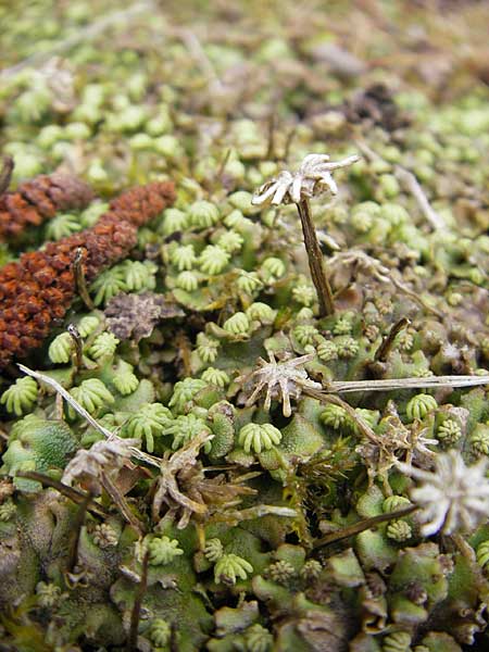 Marchantia polymorpha \ Brunnen-Lebermoos / Liverwort, D Rheinhessen, Neu-Bamberg 15.5.2010