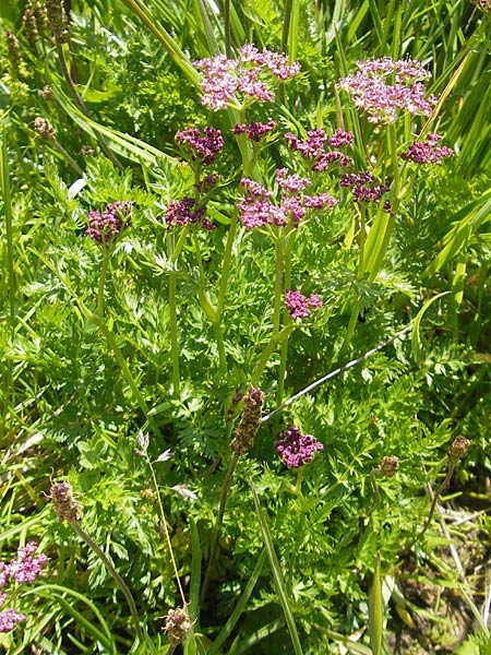 Ligusticum mutellina \ Alpen-Mutterwurz / Mutelline, D Oberstdorf 22.6.2011