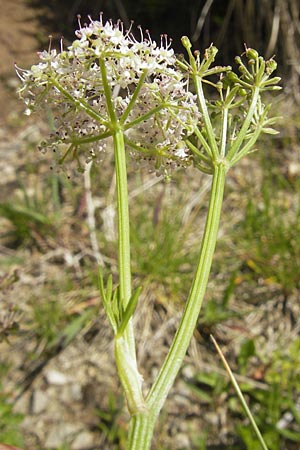 Ligusticum mutellina \ Alpen-Mutterwurz / Mutelline, D Oberstdorf 22.6.2011