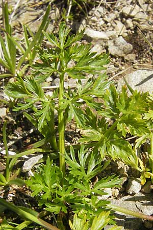 Ligusticum mutellina \ Alpen-Mutterwurz / Mutelline, D Oberstdorf 22.6.2011