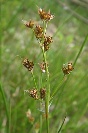 Luzula multiflora \ Vielbltige Hainsimse / Heath Wood-Rush, D Bammental 8.5.2012