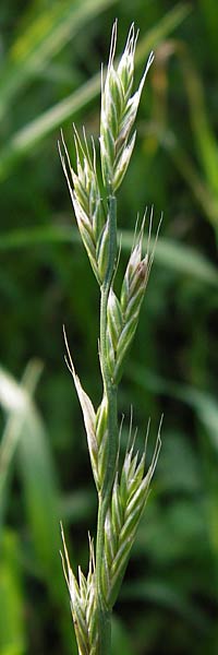 Lolium multiflorum \ Italienisches Weidelgras / Italian Rye-Grass, D Frankfurt-Schwanheim 14.7.2012
