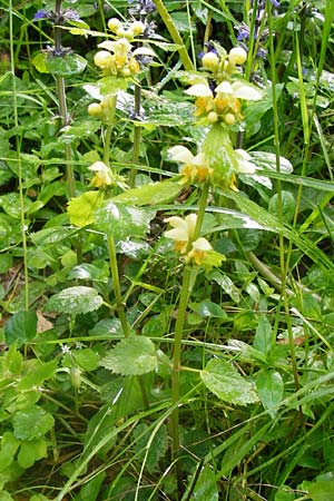 Lamium montanum \ Berg-Goldnessel / Mountain Yellow Archangel, D Odenwald, Waldbrunn 9.5.2014