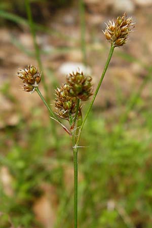 Luzula multiflora \ Vielbltige Hainsimse / Heath Wood-Rush, D Odenwald, Erbach 30.5.2014