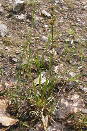 Luzula multiflora \ Vielbltige Hainsimse / Heath Wood-Rush, D Odenwald, Erbach 30.5.2014