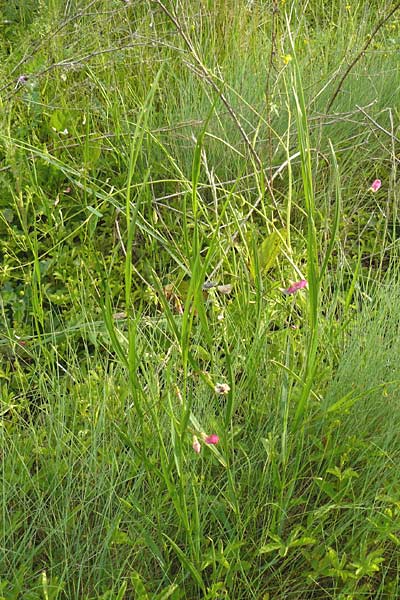 Lathyrus nissolia \ Gras-Platterbse / Grass Vetchling, D Pforzheim 28.5.2014