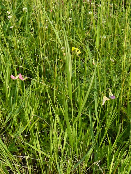 Lathyrus nissolia \ Gras-Platterbse / Grass Vetchling, D Pforzheim 28.5.2014