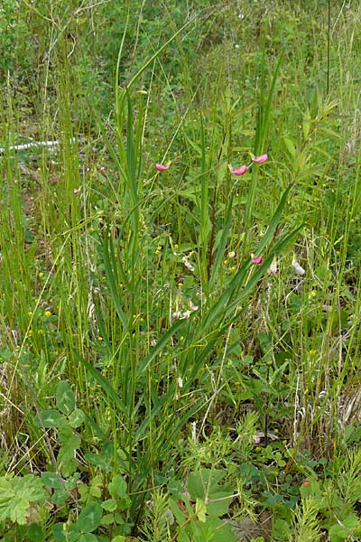 Lathyrus nissolia \ Gras-Platterbse / Grass Vetchling, D Pforzheim 28.5.2014