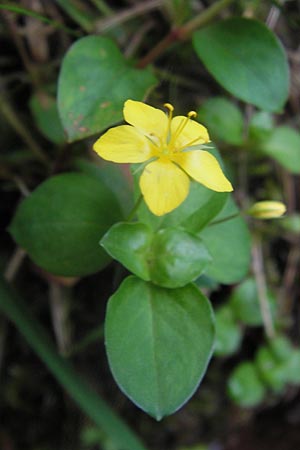 Lysimachia nemorum \ Hain-Gilb-Weiderich / Yellow Pimpernel, D Schwarzwald/Black-Forest, Reichental 7.7.2012