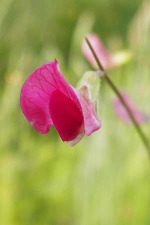 Lathyrus nissolia \ Gras-Platterbse / Grass Vetchling, D Pforzheim 28.5.2014