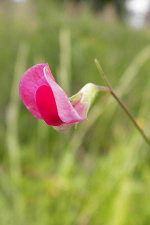 Lathyrus nissolia \ Gras-Platterbse / Grass Vetchling, D Pforzheim 28.5.2014