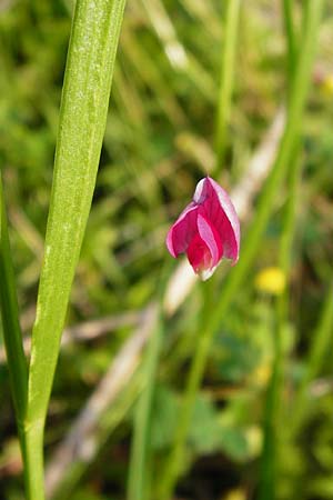 Lathyrus nissolia \ Gras-Platterbse / Grass Vetchling, D Pforzheim 28.5.2014