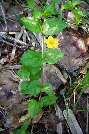 Lysimachia nemorum \ Hain-Gilb-Weiderich / Yellow Pimpernel, D Zwiesel 9.6.2014