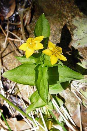 Lysimachia nemorum \ Hain-Gilb-Weiderich / Yellow Pimpernel, D Zwiesel 9.6.2014