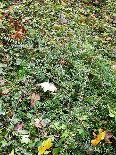 Lonicera nitida \ Heckenmyrte, Strauch-Heckenkirsche / Boxleaf Honeysuckle, D Alsbach 21.9.2014