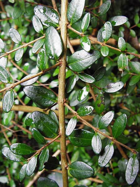 Lonicera nitida \ Heckenmyrte, Strauch-Heckenkirsche / Boxleaf Honeysuckle, D Alsbach 21.9.2014