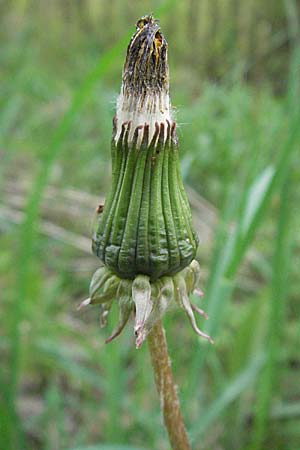 Taraxacum sect. Ruderalia \ Gewhnlicher Lwenzahn, Kuhblume / Dandelion, D Ketsch 4.5.2006