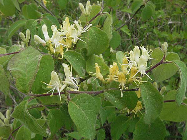 Lonicera xylosteum \ Rote Heckenkirsche / Fly Honeysuckle, D Pfalz, Landau 8.5.2006