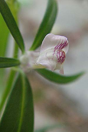 Misopates orontium \ Acker-Lwenmaul, Groer Orant / Weasel's-Snout, Lesser Snapdragon, D Botan. Gar.  Universit.  Heidelberg 4.10.2006