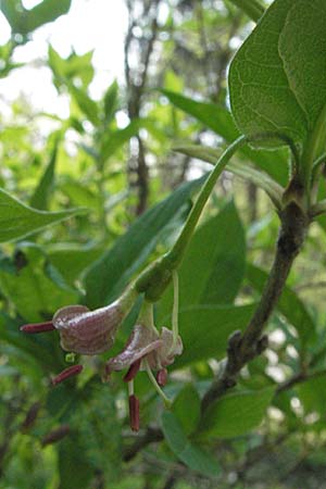 Lonicera alpigena \ Alpen-Heckenkirsche / Alpine Honeysuckle, D Fridingen 21.4.2007