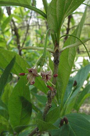 Lonicera alpigena \ Alpen-Heckenkirsche / Alpine Honeysuckle, D Fridingen 21.4.2007