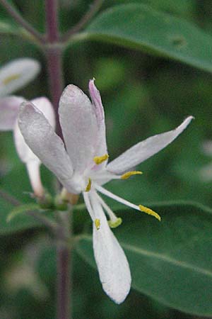 Lonicera tatarica \ Tataren-Heckenkirsche / Tatarian Honeysuckle, D Hurlach 5.5.2007