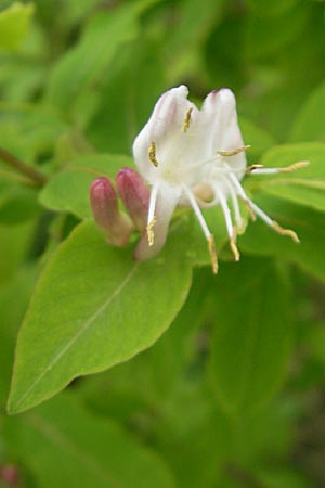 Lonicera nigra \ Schwarze Heckenkirsche / Black Honeysuckle, D Pfronten 22.5.2009