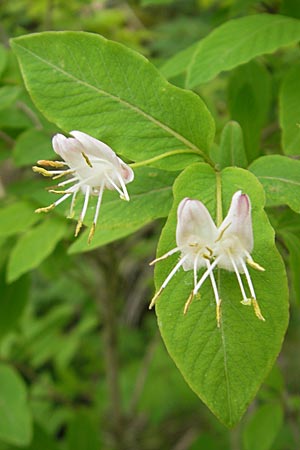 Lonicera nigra \ Schwarze Heckenkirsche / Black Honeysuckle, D Pfronten 22.5.2009